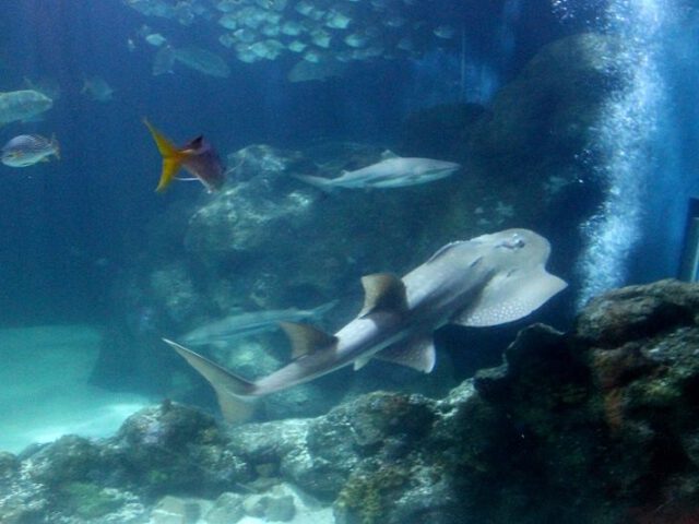 Aquazoo Löbbecke Museum Düsseldorf