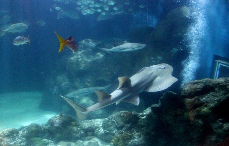 Aquazoo Löbbecke Museum Düsseldorf